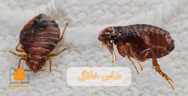 ساس خانگی