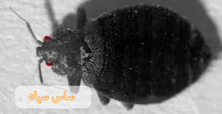 ساس سیاه