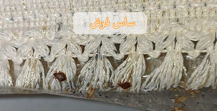 عکس ساس فرش